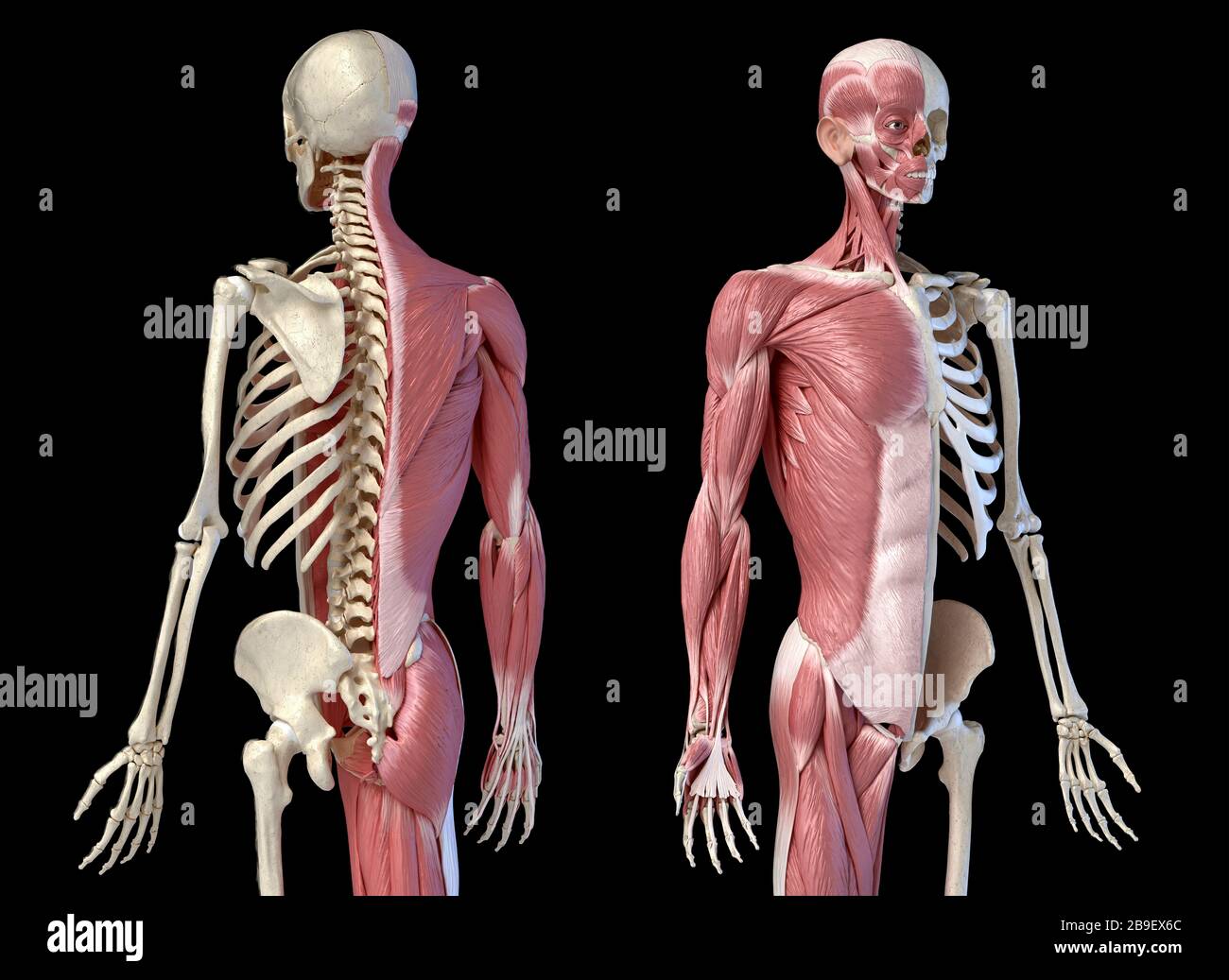Anatomia maschile del corpo superiore dei sistemi muscolari e scheletrici, sfondo nero. Foto Stock