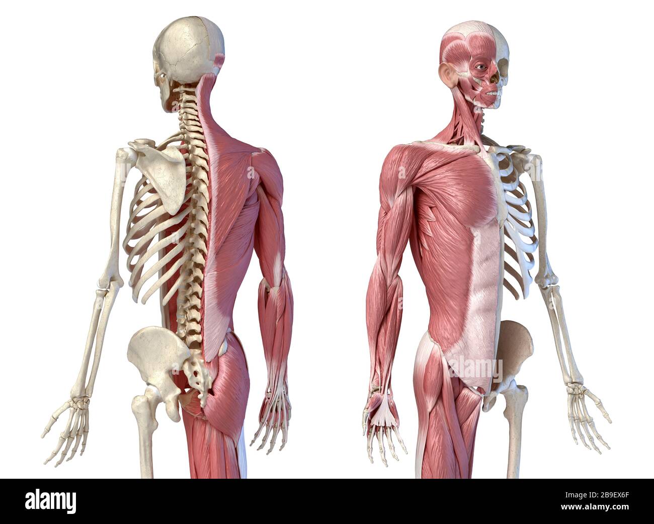 Anatomia maschile del corpo superiore dei sistemi muscolari e scheletrici, sfondo bianco. Foto Stock