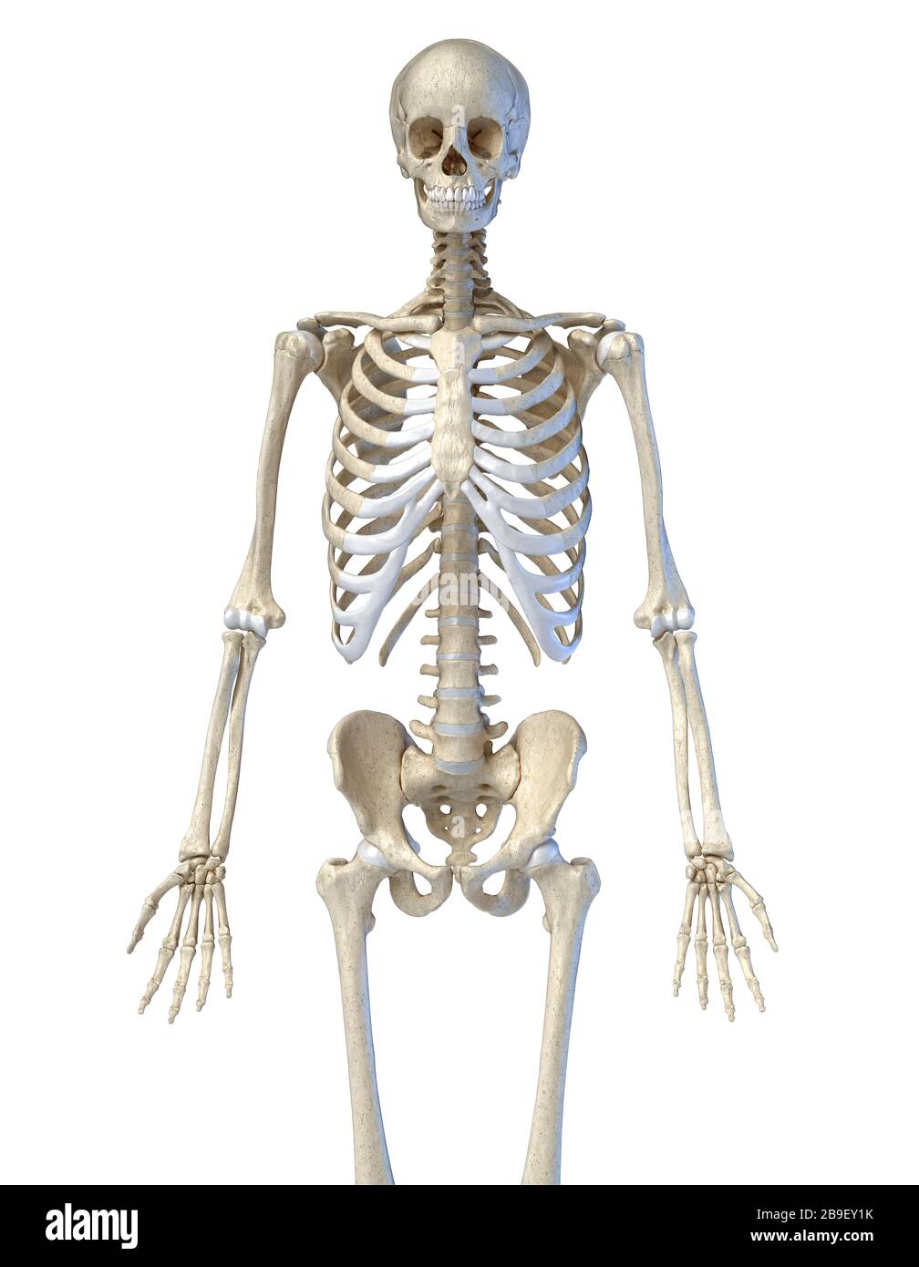 Vista del corpo superiore del sistema scheletrico umano su sfondo nero. Foto Stock