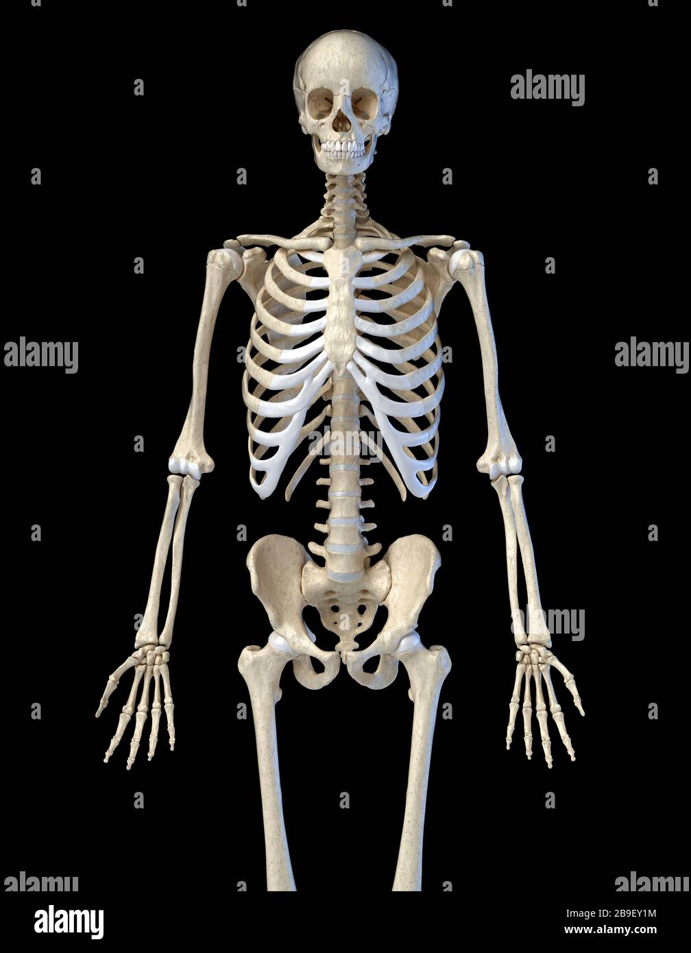 Vista del corpo superiore del sistema scheletrico umano su sfondo nero. Foto Stock