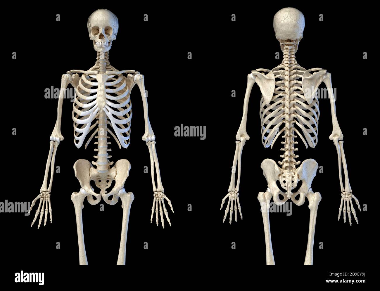 Vista anteriore e posteriore del sistema scheletrico umano su sfondo nero. Foto Stock