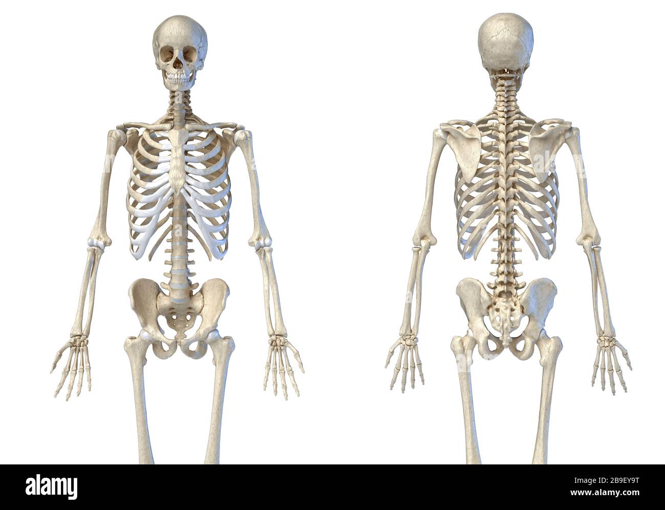 Vista anteriore e posteriore del sistema scheletrico umano su sfondo bianco. Foto Stock