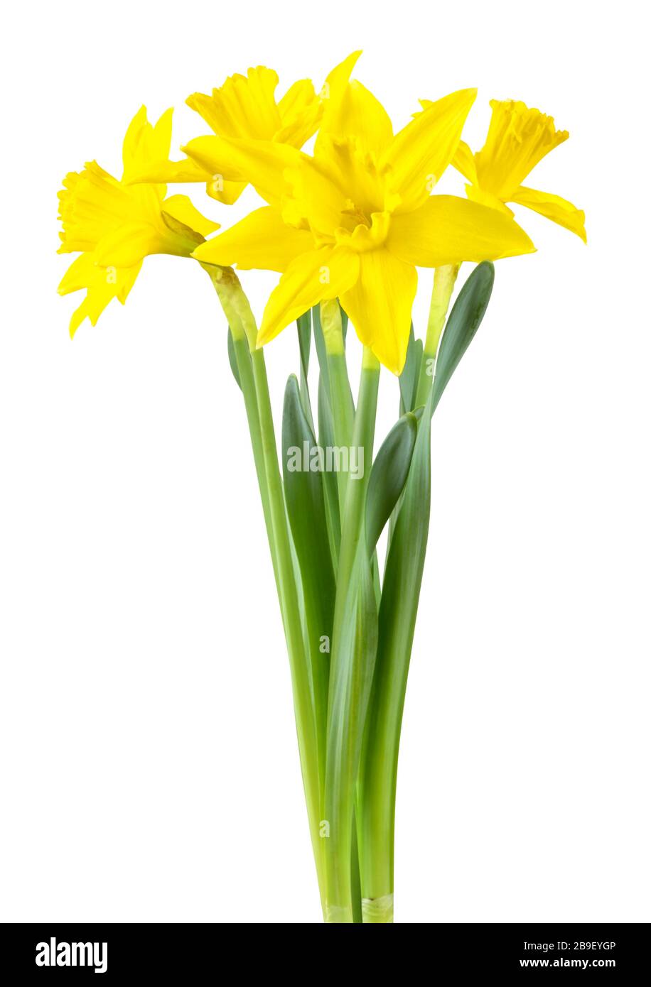 Belle narciso (Narzissen, Narcissus, Amaryllidaceae) isolato su sfondo bianco, incluso il percorso di ritaglio. Germania Foto Stock