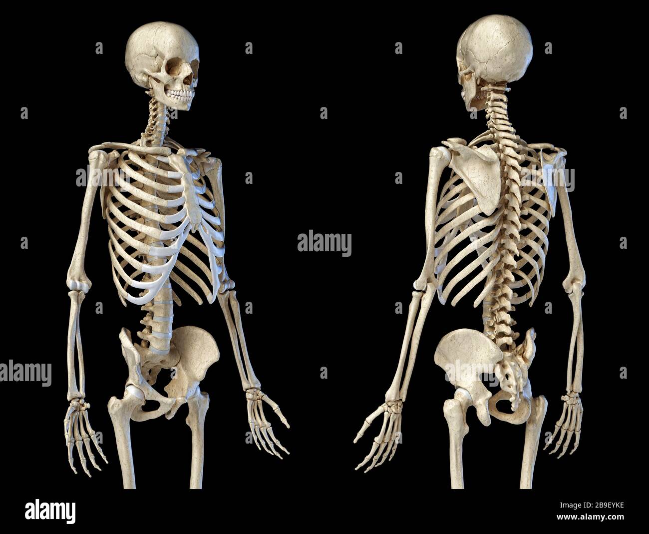 Vista prospettica anteriore e posteriore dello scheletro umano del corpo superiore, sfondo nero. Foto Stock