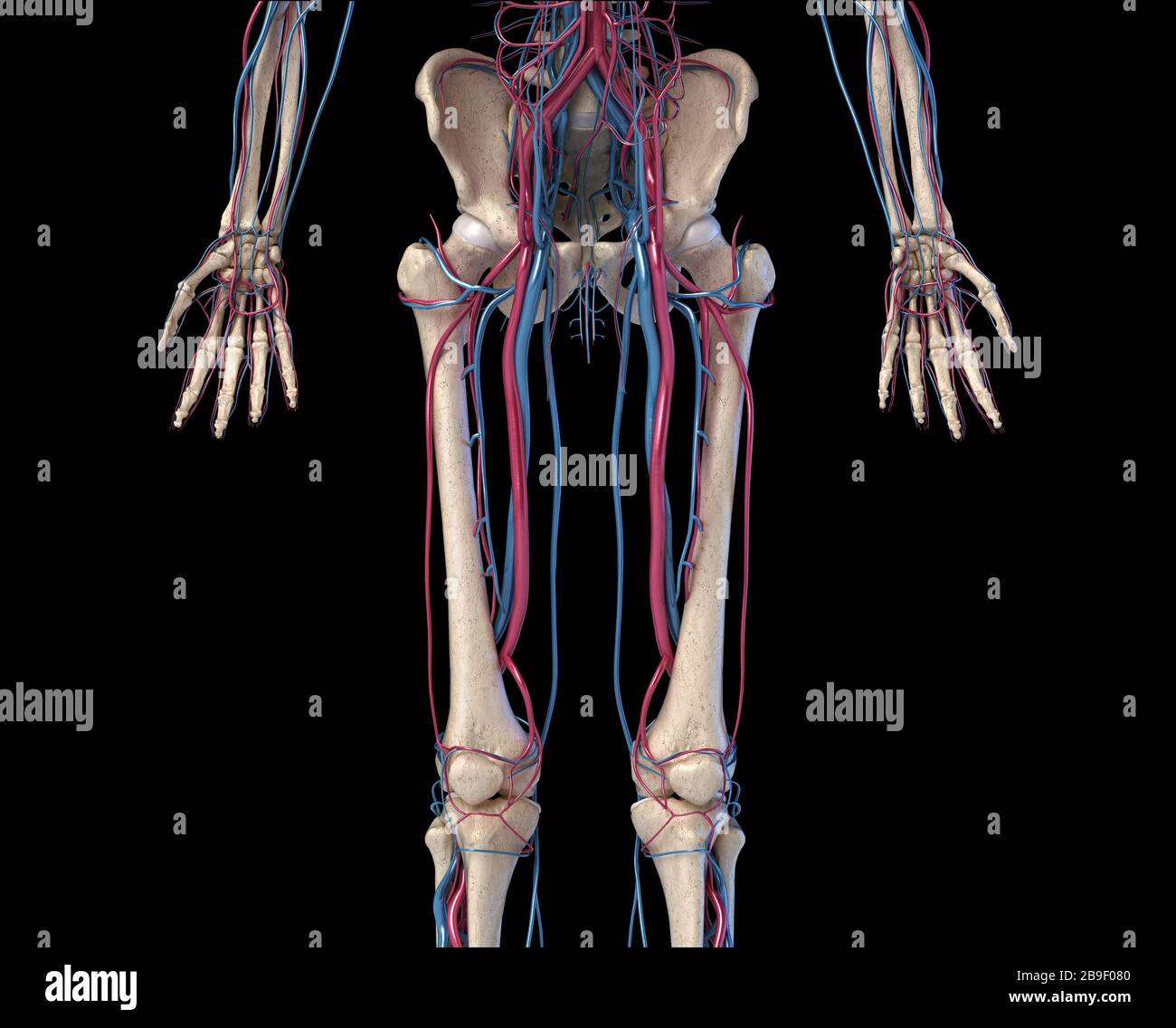 Vista frontale dell'anca, degli arti e delle mani dell'apparato scheletrico con vene e arterie, sfondo nero. Foto Stock