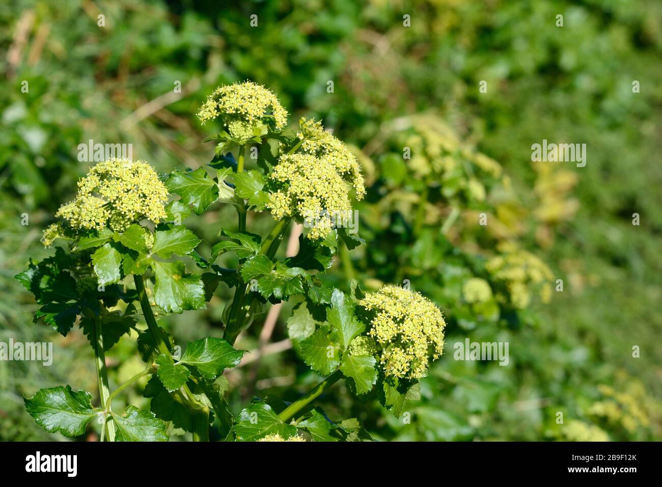 Alexanders fiori Smyrnium oluastrum che cresce in una siepe pianta fioritura commestibile Foto Stock