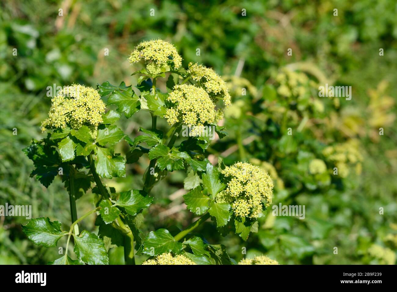 Alexanders fiori Smyrnium oluastrum che cresce in una siepe pianta fioritura commestibile Foto Stock