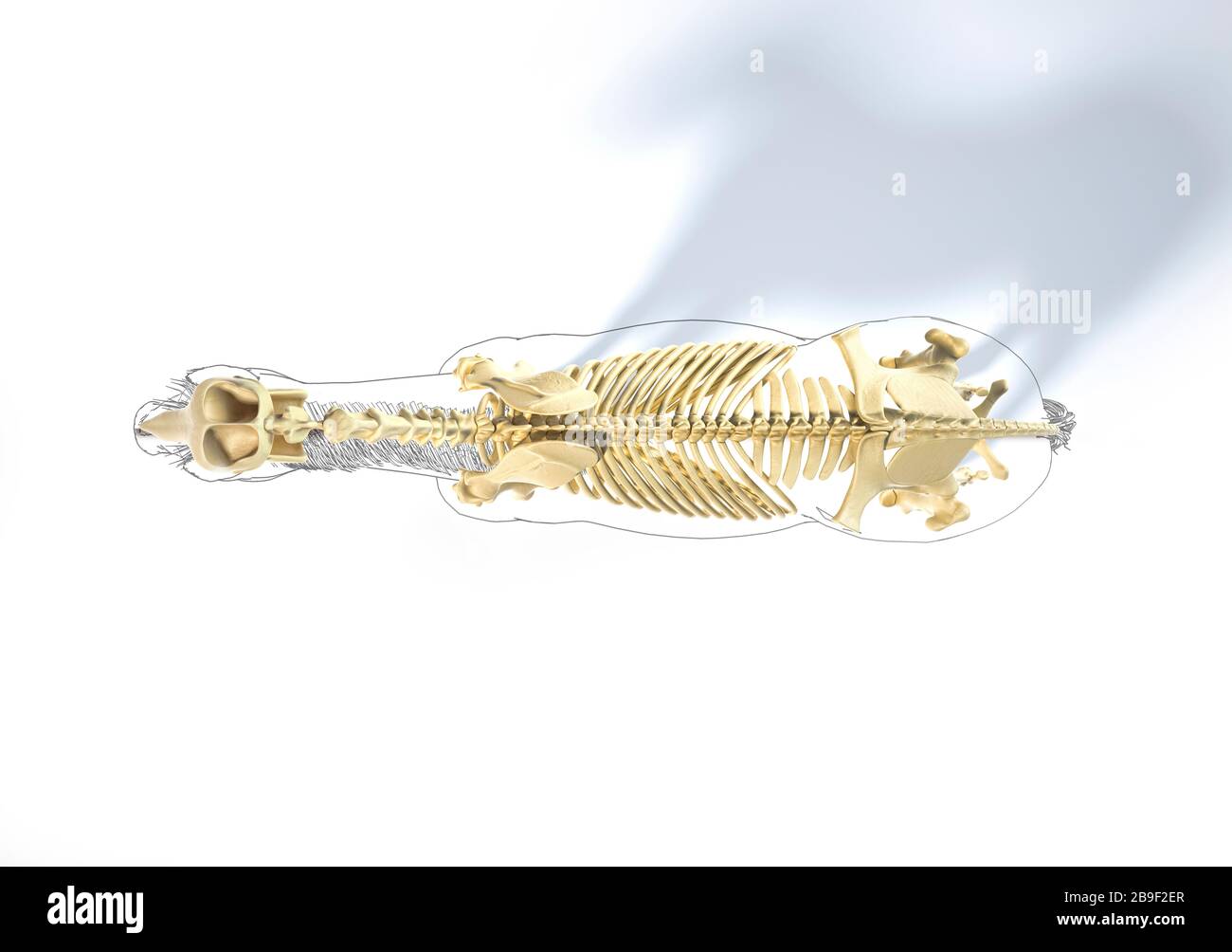 Sistema scheletrico di un cavallo con contorno nero, vista dall'alto. Foto Stock