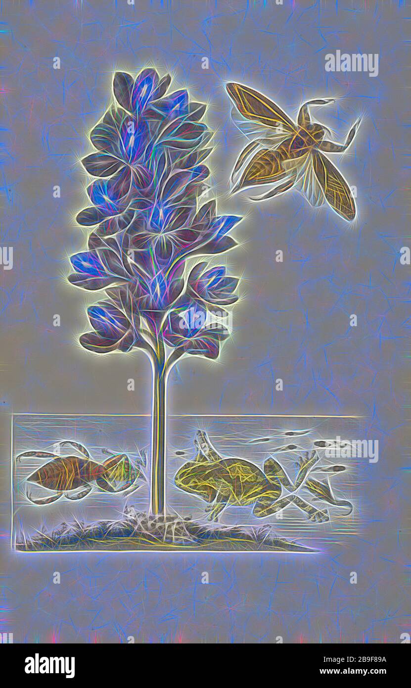 Giacinto d'acqua (Eichhornia crassipes) con insetti d'acqua giganti (Lethocerus grandis), rana di alberi venati (Phrynohyas venulosa), tadpoli e uova, Maria Sybilla Meriaen over de voortteeling en Wonderbaerlyke veranderingen der Surinaeminsetten, Merian, Maria Sibylla, 1747-1747 1659 o 60, Transfer incisione, colorata a mano, 1719, da Metamorphosis insetttorum Surinamensium (insetti del Suriname), edizione olandese, reimmaginata da Gibon, disegno di calda luce allegra di luminosità e raggi di luce radianza. Arte classica reinventata con un tocco moderno. Fotografia ispirata al futurismo, Foto Stock