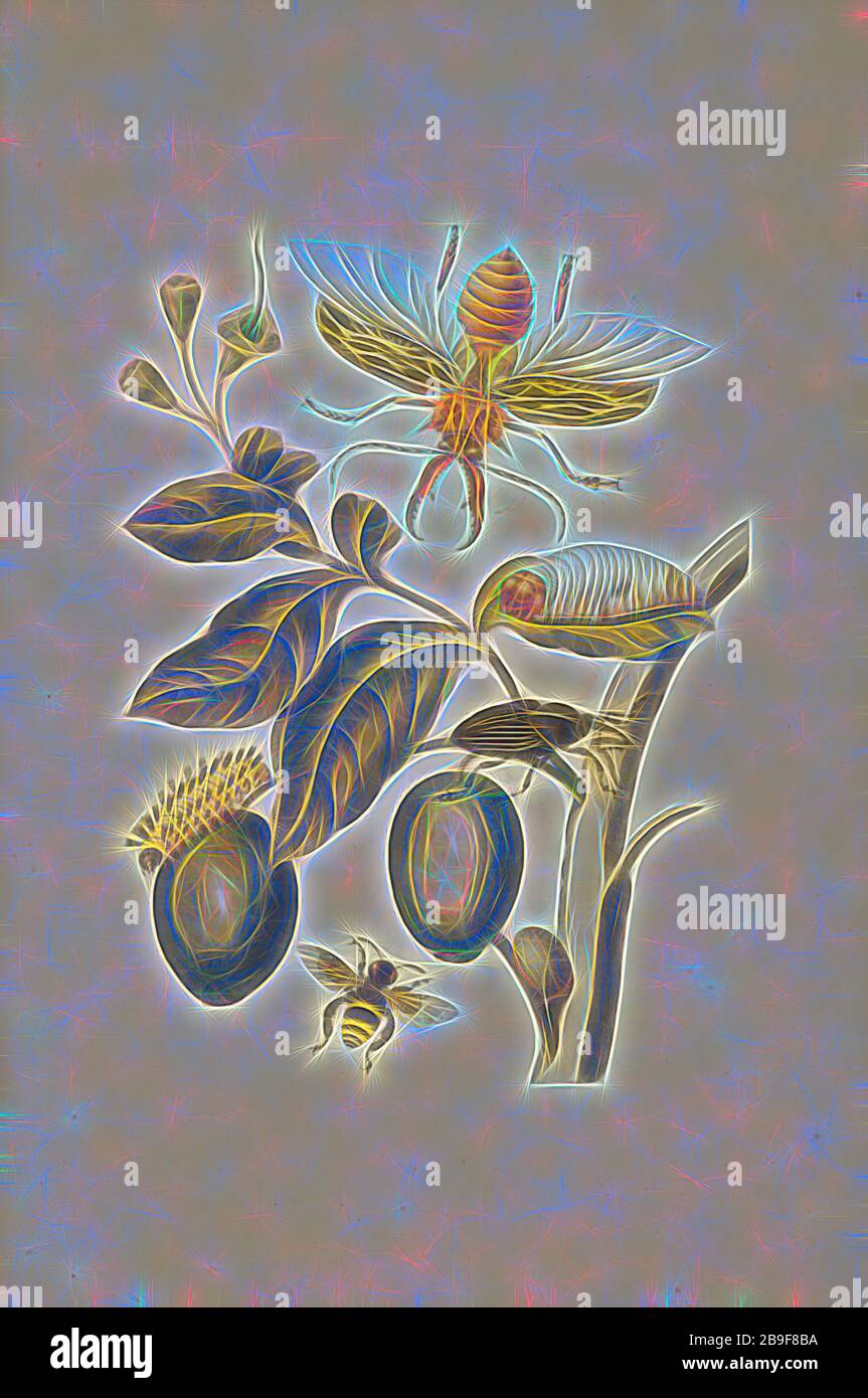 Ramo di un albero di genip (Genipa americana) con l'ameto di palma sudamericano (Rhynchophorus palmarum), la larva pelosa ignota (specie di Megalopygidae), e l'ape (Eulema cingulata), Maria Sybilla Meriaen over de voortteeling en Wonderbaerlyke veranderingen der Surinaemsche ten, Minerian, Maria Mulder, 1747, 17b 1659 o 60, Transfer incisione, colorata a mano, 1719, da Metamorphosis insetttorum Surinamensium (insetti del Suriname), edizione olandese, reimmaginata da Gibon, disegno di calda luce allegra di luminosità e raggi di luce radianza. Arte classica reinventata con un tocco moderno. Foto Stock
