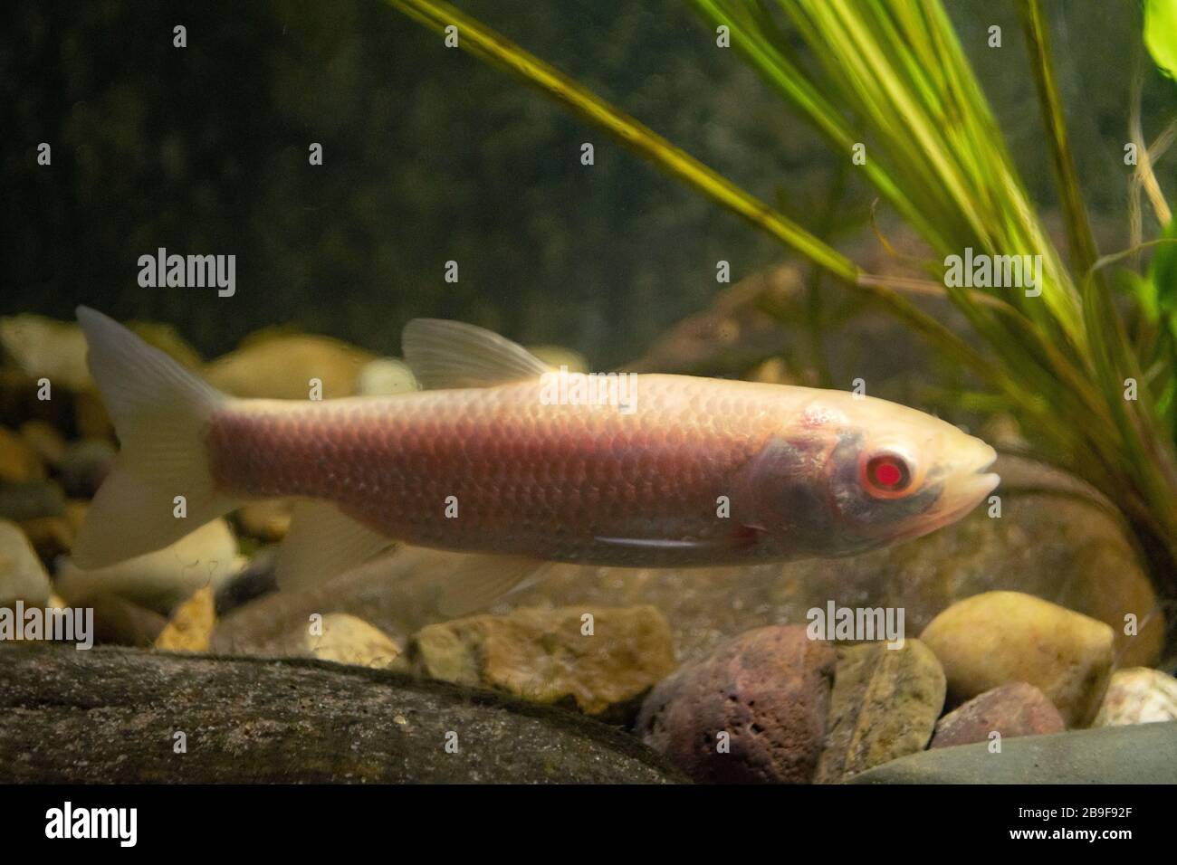 Erba Carp, Ctenopharyngodon idella, albino adulto, Nottinghamshire, marzo Foto Stock