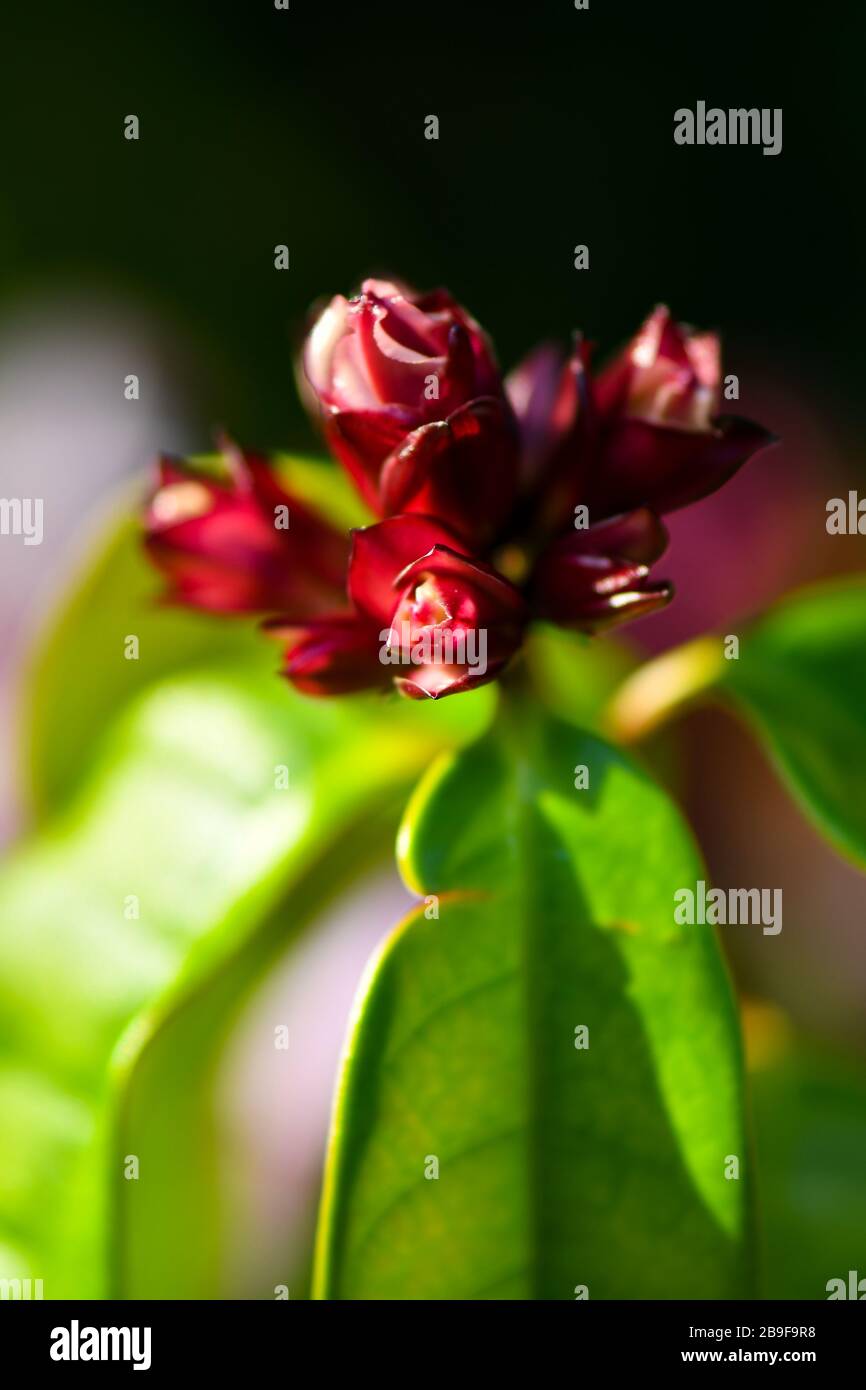 Strophanthus gratus bianco, da rosa a viola fiori Foto Stock