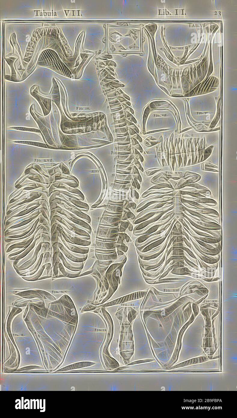 Lib. II., Tabula VII, lib. II Adriani Spigelii Bruxellensis equipis D. Marci, olim in PATAVINO gymnasasio anatomiae et chirurgiae professoris primarii Opera quae extant, omnia, Aselli, Gaspare, Bucrezio, Daniel, d. 1631, Fialetti, Odoardo, 1573-1638, Harvey, William, 1578-1657, Spiegel, Adriaan van de, 1578-1625, Valesio, Francesco, b. ca. 1560, Walaeus, Johannes, 1604-1649, van der Linden, Johannes Antonides, 1609-1664, Engraving, 1645, Plate 7, pag. 23, Reimagined by Gibon, disegno di calda luce allegra di luminosità e raggi di luce radianza. Arte classica reinventata con un tocco moderno. Phot Foto Stock