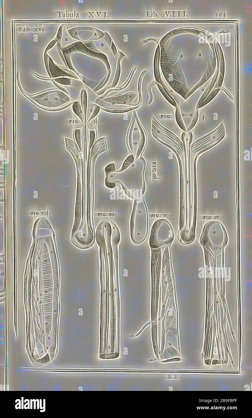 Lib. VIII, Tabula XVI, lib. VIII, Adriani Spigelii Bruxellensis equipis D. Marci, olim in PATAVINO gymnasasio anatomiae et chirurgiae professoris primarii Opera quae extant, omnia, Aselli, Gaspare, 1581-1626, Bucrezio, Daniel, d. 1631, Fialetti, Odoardo, 1573-1638, Harvey, William, 1578-1657, Spiegel, Adriaan van de, 1578-1625, Valesio, Francesco, b. ca. 1560, Walaeus, Johannes, 1604-1649, van der Linden, Johannes Antonides, 1609-1664, Engraving, 1645, Plate 16, pag. 163, Reimagined by Gibon, disegno di calore allegro di luminosità e raggi di luce radianza. Arte classica reinventata con una mo Foto Stock