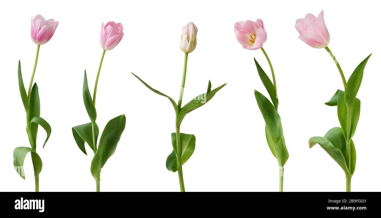 Tulipani (famiglia Lily, Liliaceae) isolati su sfondo bianco, compreso il sentiero di taglio. Germania Foto Stock