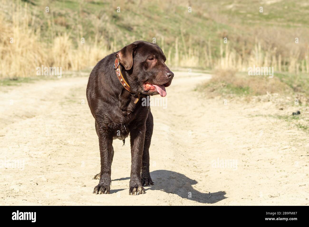 cane labrador retriever rimanere sulla strada Foto Stock