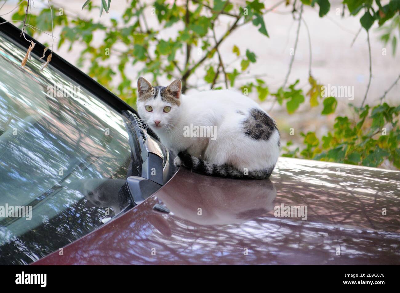 Gatto bianco in una macchina borgogna è caccia di uccelli Foto Stock