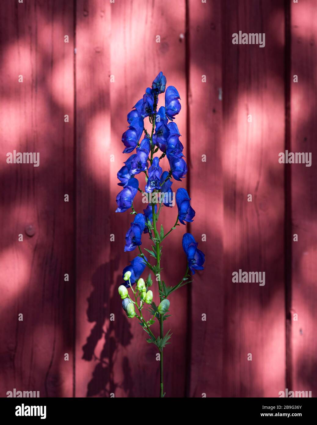 Vibrante blu delphinium contro recinto rosso Foto Stock