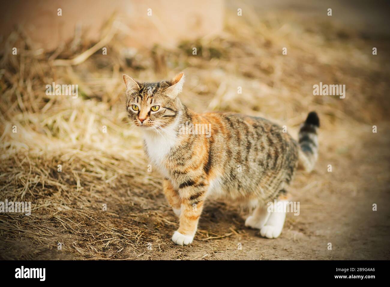 In autunno, un gatto vagante a righe rosse vaga lungo la strada e sembra timidamente perplesso in lontananza. Foto Stock