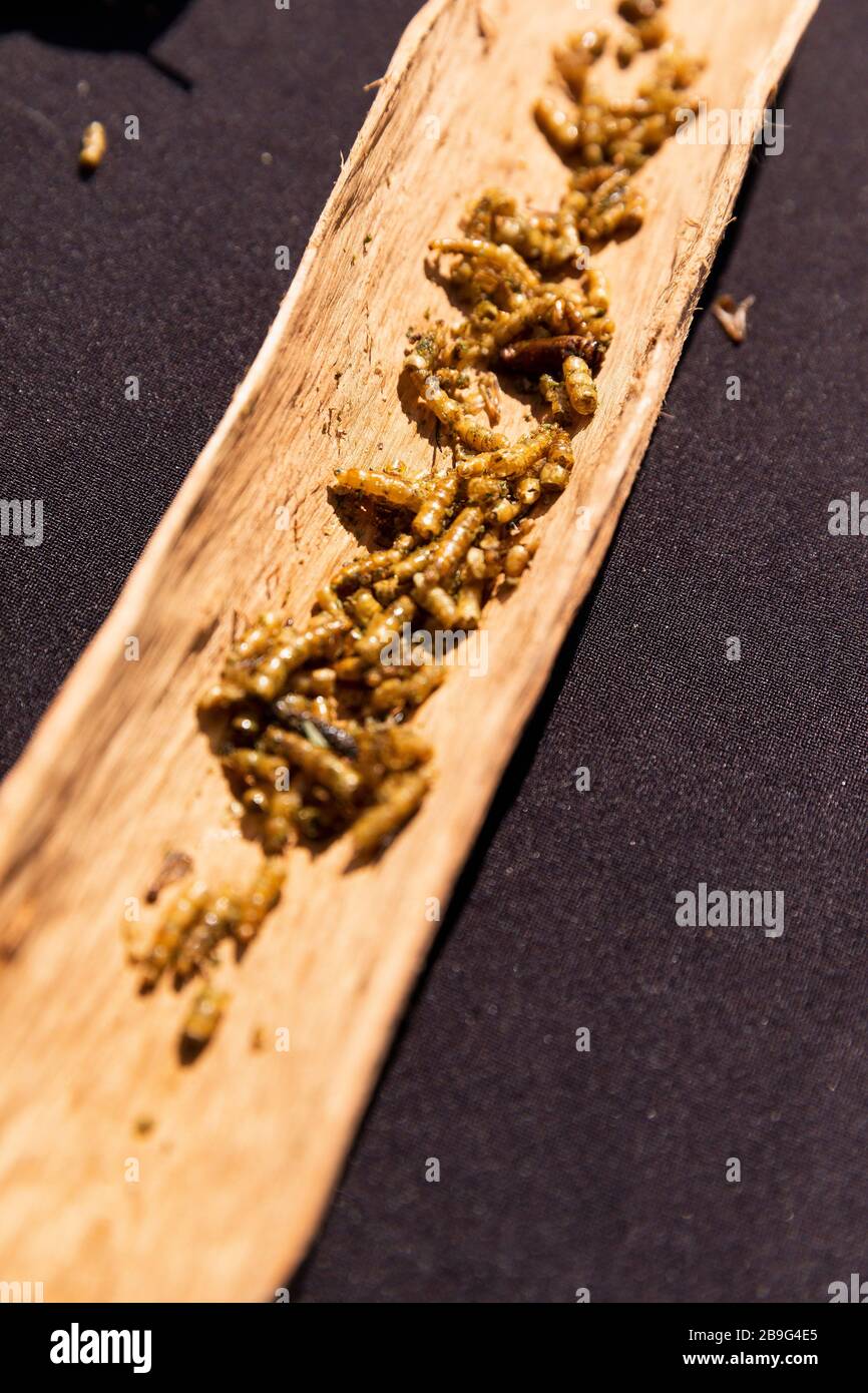 Vermi di mare su abbaio di albero soleggiato Foto Stock