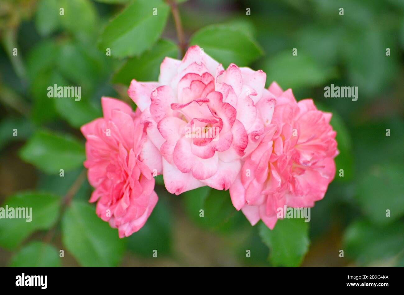 Red Rose fiore close up.Rosa 'Double delizia' Foto Stock