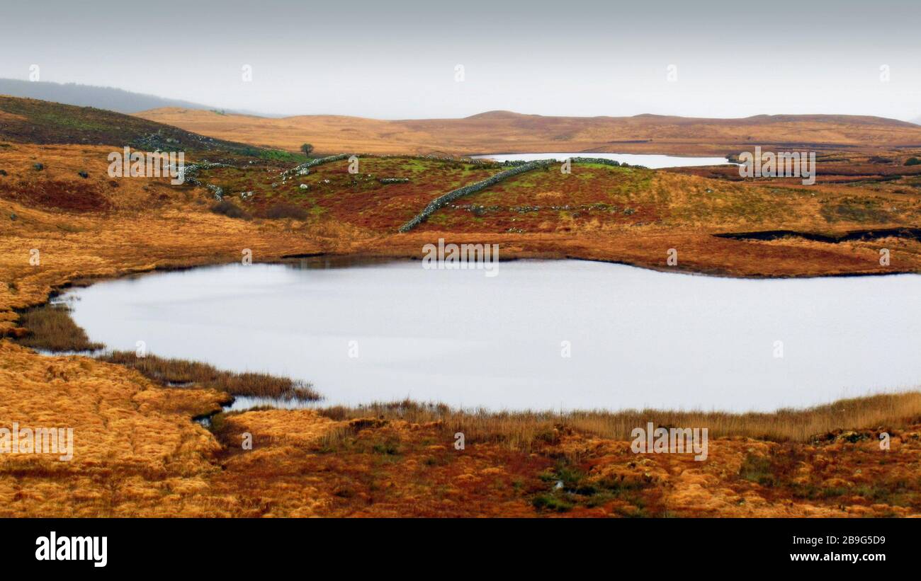 Foggy, giorno frizzante, arrugginiti campi dorati, lago riflettente nelle montagne di Connemara, Galway, Irlanda Foto Stock