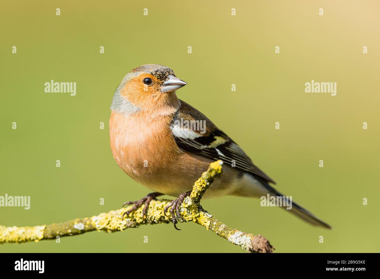 Maschio Chaffinch foraging in primavera sole nel Galles centrale Foto Stock