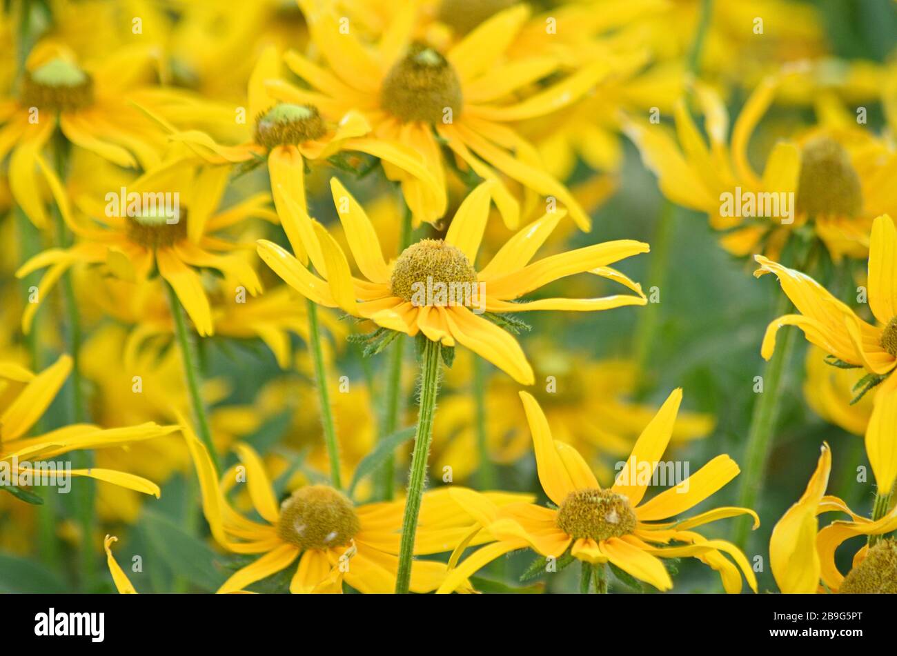 Doronicum orientale o Leopard's Bane fiori dal Asteraceae o famiglia Compositae, fiorisce nei campi in primavera ed estate Foto Stock