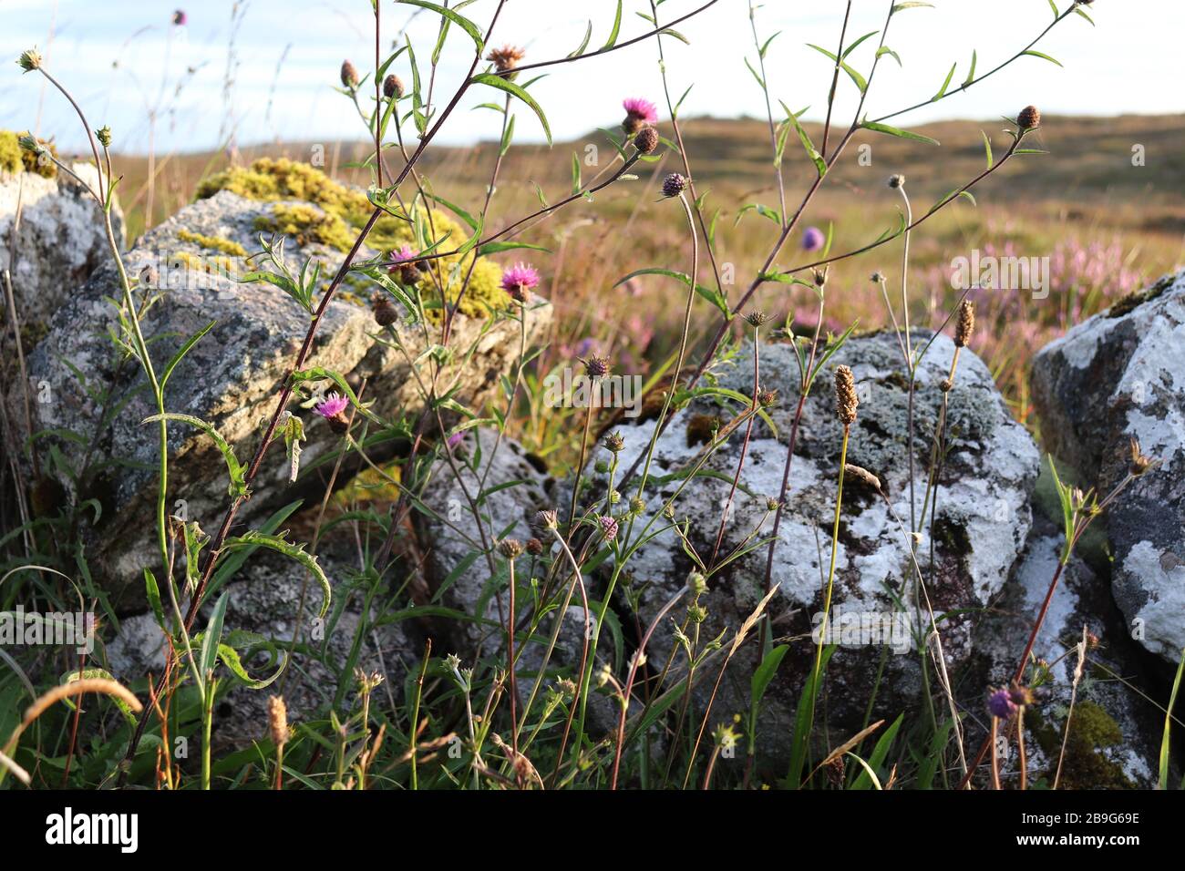 Fiori selvatici irlandesi chiudono in un giorno d'estate, alba, muro di pietra, Galway Irlanda Foto Stock
