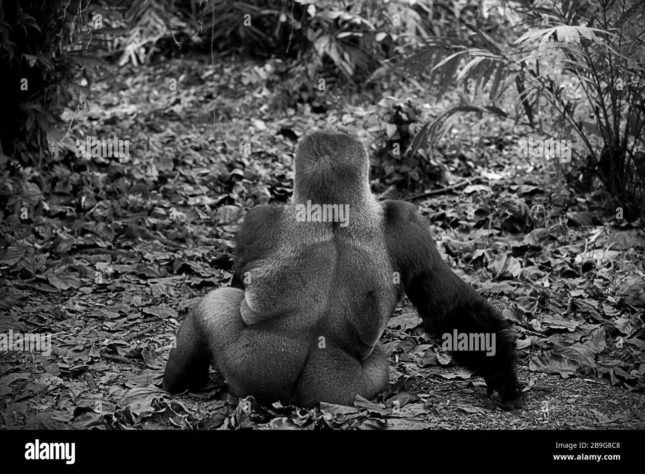 Ambientale, ritratto posteriore di un gorilla occidentale (gorilla Gorilla). Foto: Reynold Sumayku Foto Stock