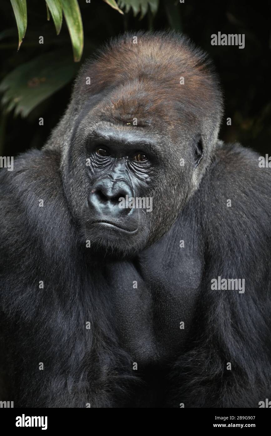 Ritratto di un gorilla occidentale (gorilla Gorilla) in cattività. Foto: Reynold Sumayku Foto Stock