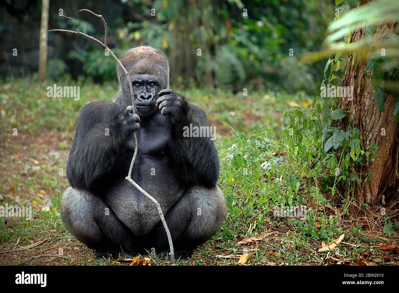 Ritratto ambientale di un gorilla occidentale (gorilla gorilla) che detiene un ramo di albero. © Reynold Sumayku Foto Stock