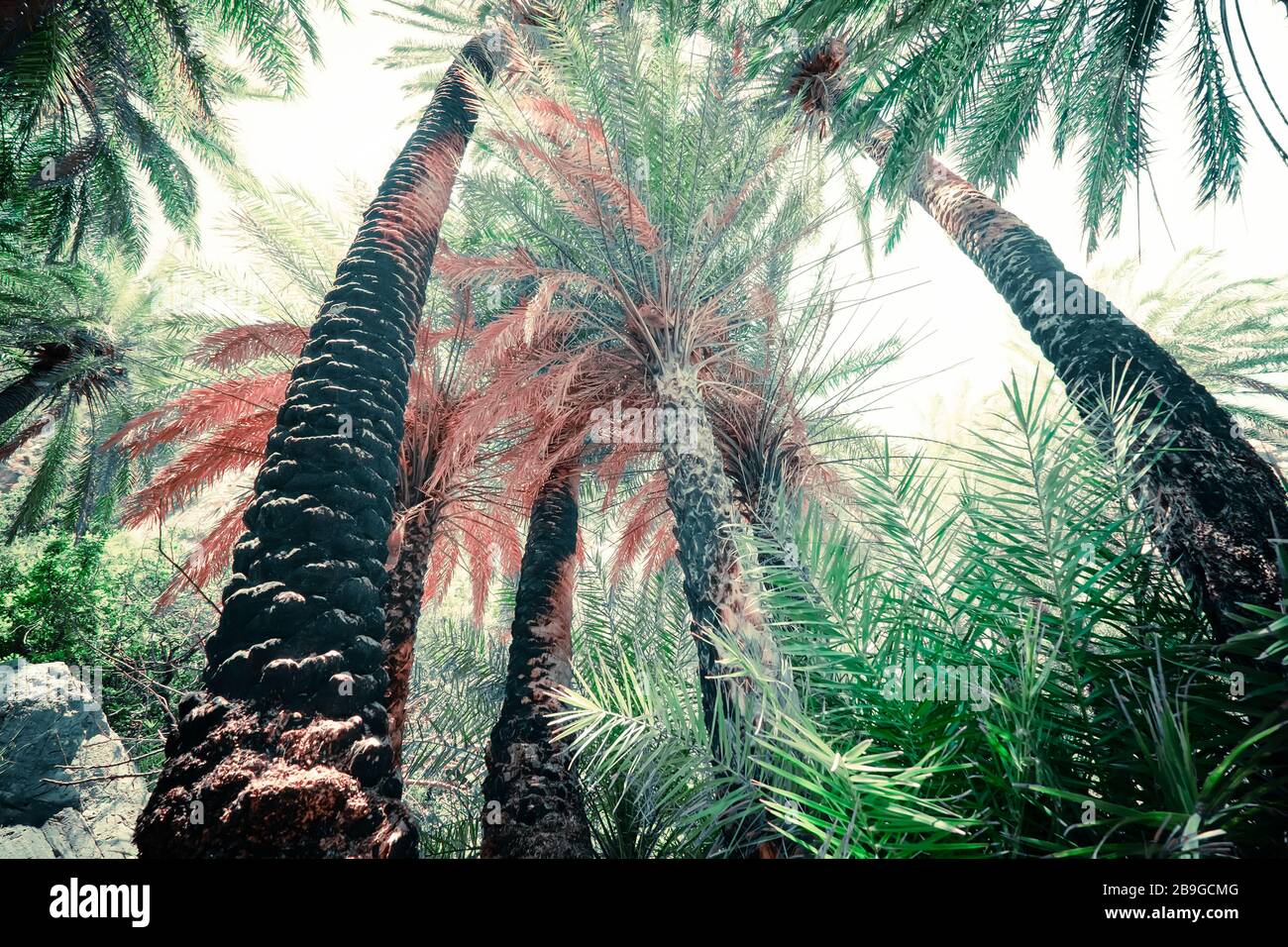 Astratto misterioso paesaggio di foresta profonda con palme esotiche. Luminosa composizione di piante tropicali in natura selvaggia. Bellezza surreale di jun denso Foto Stock