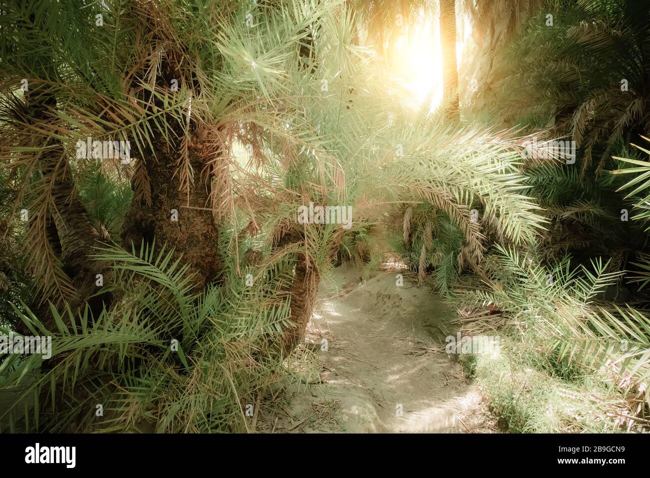 Sole luminoso che splende il percorso con tunnel all'interno astratto misterioso paesaggio di foresta profonda con palme esotiche. Bellezza surreale delle giungle dense. F Foto Stock