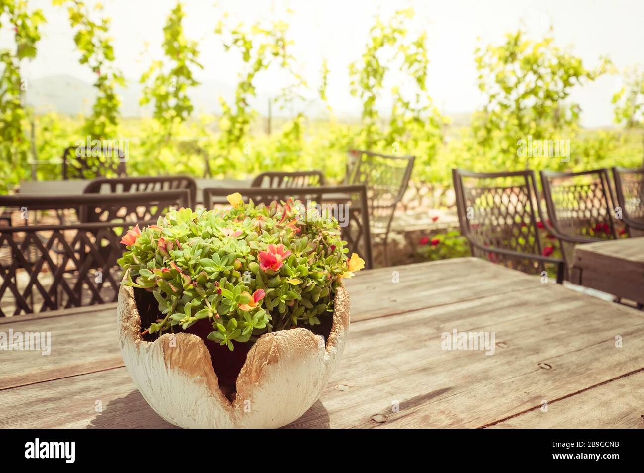 Bella giornata di sole presso la piantagione di uva nell'isola di Creta. Grecia. Vigneto tradizionale e cantina del mediterraneo. Agricoltura biologica e fa naturale Foto Stock