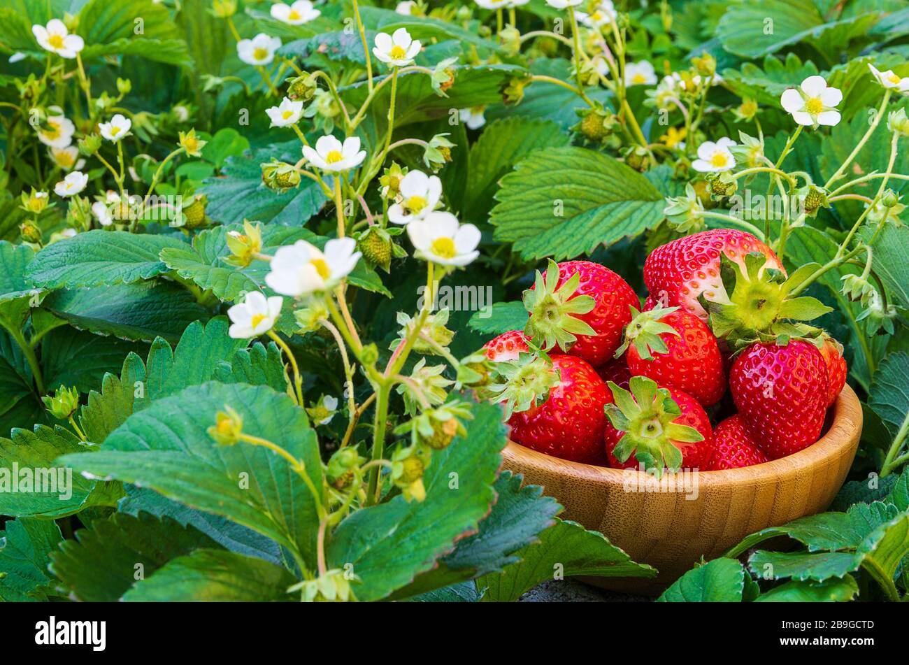Abbiamo appena raccolto fragole. Vista frontale di un cesto di fragole in legno sul campo verde Foto Stock