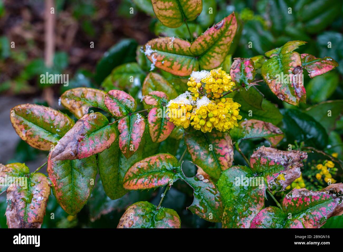 Fioritura gialla in primavera nevicata di arbusti mahonia - Mahonia aquifolium Foto Stock