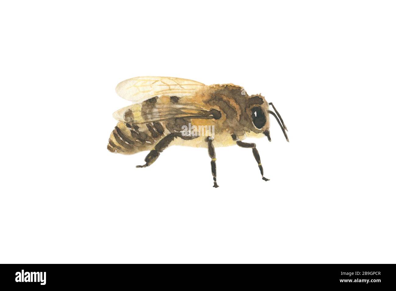 Bella acquerello riposante icona ape isolato su sfondo bianco. Ape di miele. Insetto. Disegnata a mano realistica Foto Stock
