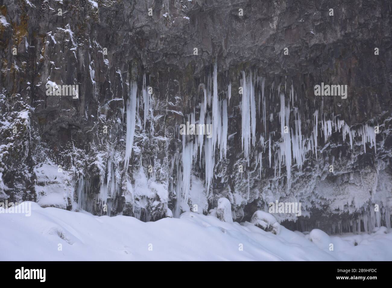 Le cicette si appendono dal lato inferiore di una scogliera di lava durante un'escursione invernale alle cascate Tamawanas, vicino al monte Hood, Oregon. Foto Stock