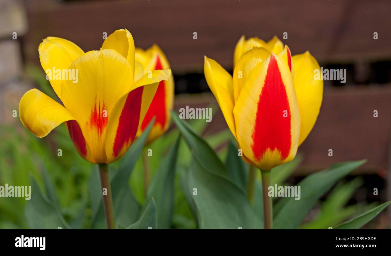 Stresa Tulipes in fiore a Edimburgo, Scozia, Regno Unito. 24 Mar 2020. Nella foto: Lampadine acquistate da Keukenhof, Olanda, Olanda nel 2019. L'evento di Keukenhof viene annullato a causa di Coronavirus. Ogni anno, dal 21 marzo al 10 maggio ci sono normalmente molte attrazioni, eventi e attività intorno alla fioritura di fiori primaverili come tulipani, narcisi e giacinti in Olanda. Quest'anno lo spettacolo dei fiori non accadrà. A partire dal marzo 14, è stata messa in vigore una normativa d'urgenza del governo olandese, allo scopo di limitare la diffusione del coronavirus. Foto Stock