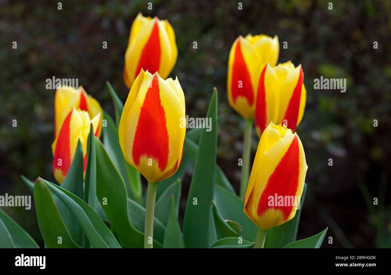 Stresa Tulipes in fiore a Edimburgo, Scozia, Regno Unito. 24 Mar 2020. Nella foto: Lampadine acquistate da Keukenhof, Olanda, Olanda nel 2019. L'evento di Keukenhof viene annullato a causa di Coronavirus. Ogni anno, dal 21 marzo al 10 maggio ci sono normalmente molte attrazioni, eventi e attività intorno alla fioritura di fiori primaverili come tulipani, narcisi e giacinti in Olanda. Quest'anno lo spettacolo dei fiori non accadrà. A partire dal marzo 14, è stata messa in vigore una normativa d'urgenza del governo olandese, allo scopo di limitare la diffusione del coronavirus. Foto Stock