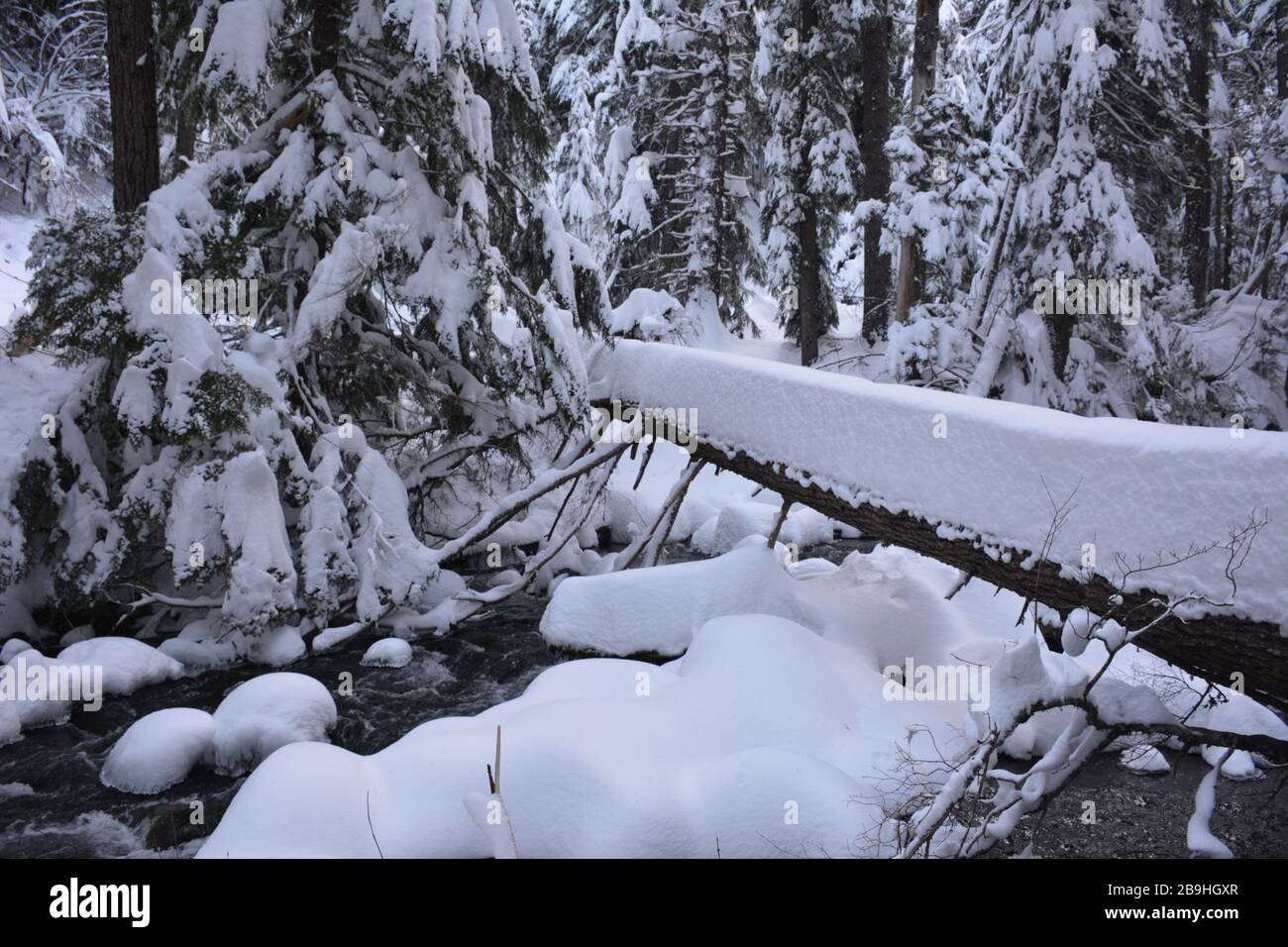 Escursione invernale alle cascate Tamawanas, sul lato orientale di Mount Hood, Oregon. Trailhead è accessibile dalla OR-35 a sud di Parkdale. Foto Stock