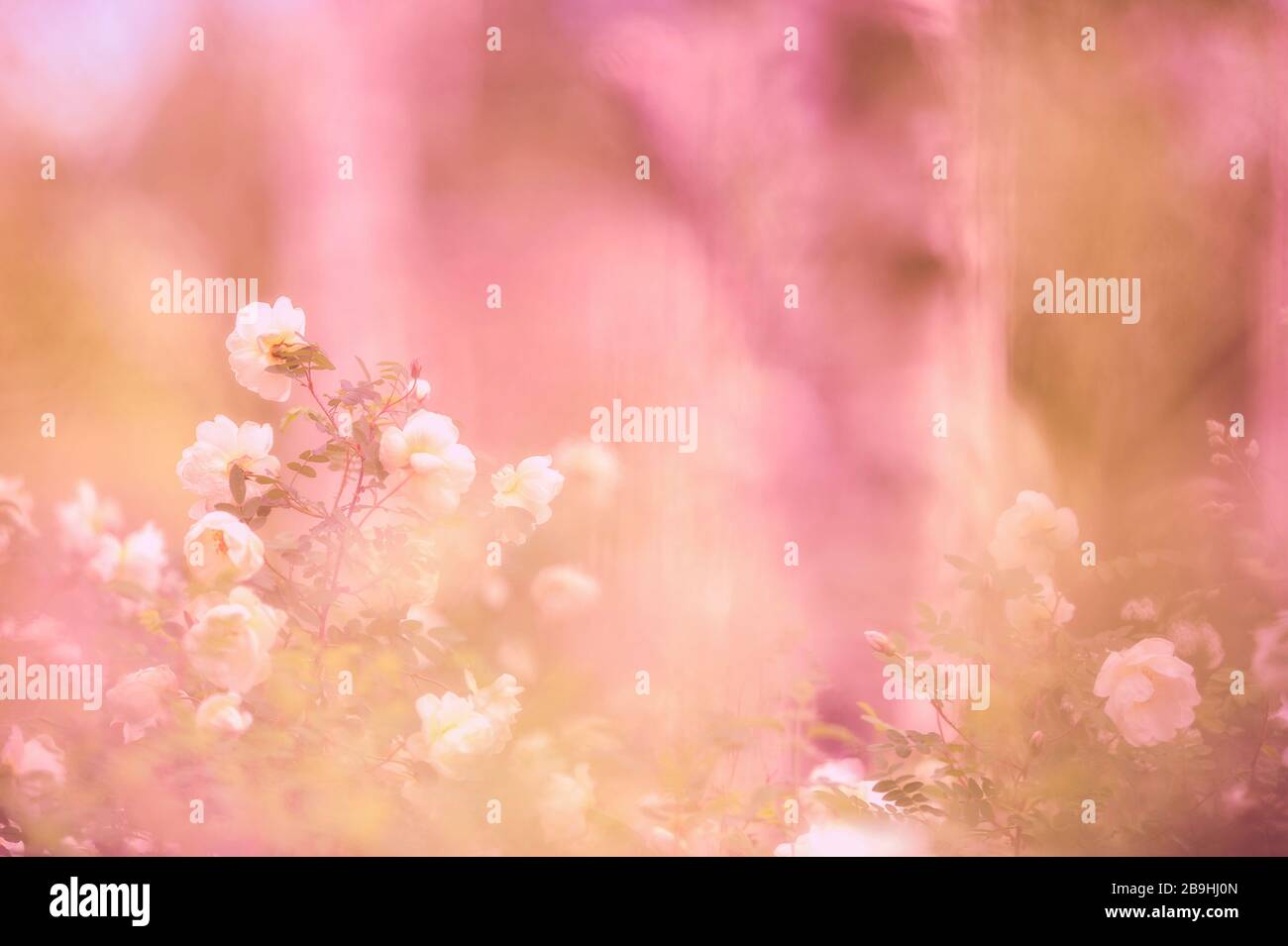 Rose bianche nel giardino. Immagine con messa a fuoco morbida. Profondità di campo bassa. Foto Stock