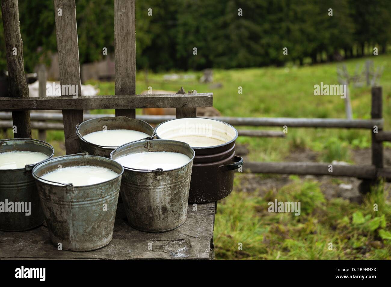 Siero di latte in secchi a sinistra dopo aver fatto il formaggio biologico fatto in casa su sfondo rurale. Fare il formaggio a casa Foto Stock