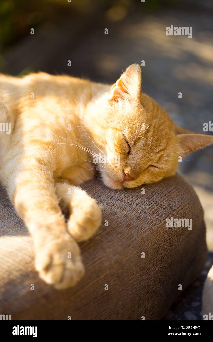 Carino gatto arancione dormire all'aperto sotto i raggi del sole Foto Stock