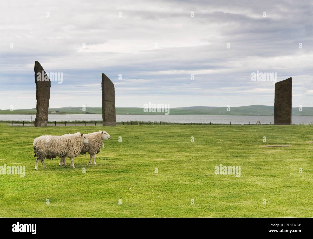 Le pietre di Stenness, Orkney con un paio di pecore Foto Stock