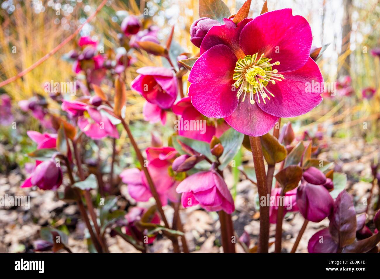 Helleborus Rodney Davey Marbled Group, viola "Ann's Red", hellebore o rosa di Natale, fioritura in RHS Garden, Wisley, Surrey, Inghilterra sud-orientale Foto Stock