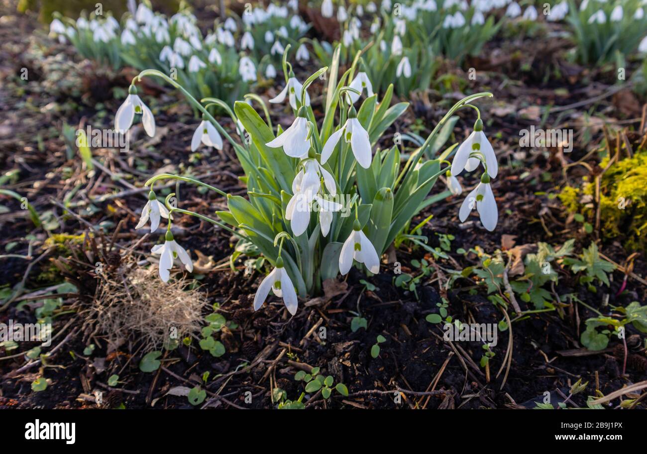 Un grumo di gocce di neve bianche (Galanthus elwesii var monostictus) in fiore che cresce in primavera a RHS Gardens, Wisley, Surrey, Inghilterra sud-orientale Foto Stock