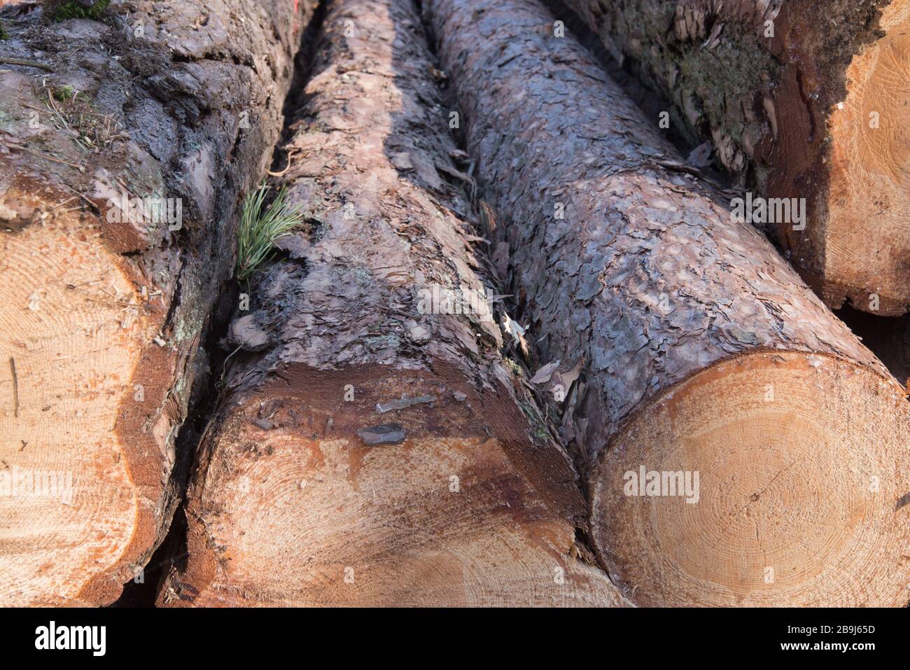 primo piano di tronchi di pino tagliato nella foresta Foto Stock
