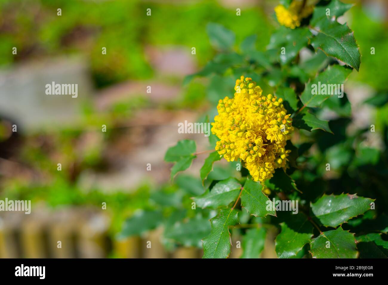 Un aquifolium mahonia in bella luce del sole con uno sfondo sfocato Foto Stock